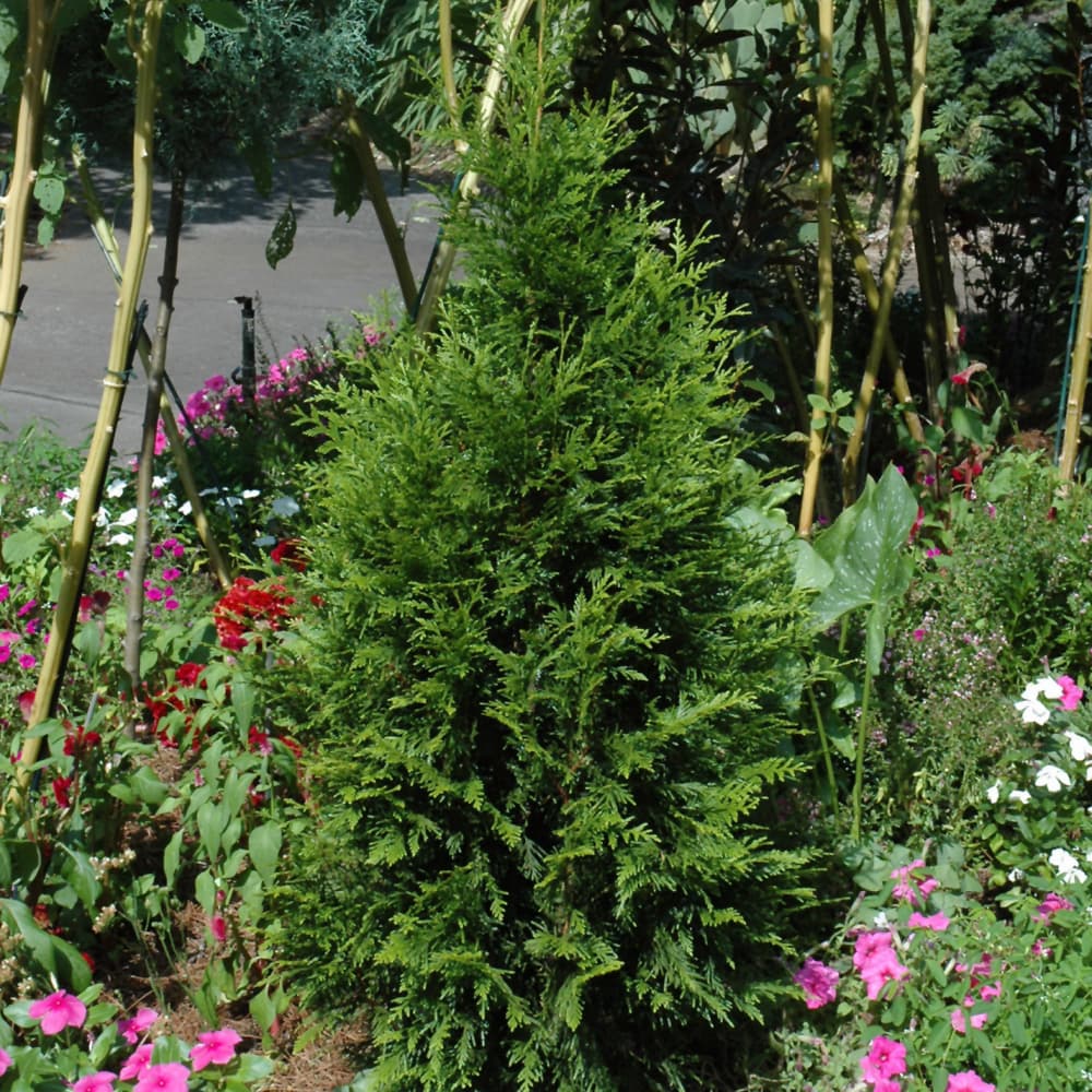 NetPS Plant Finder (www.netpsplantfinder.com)