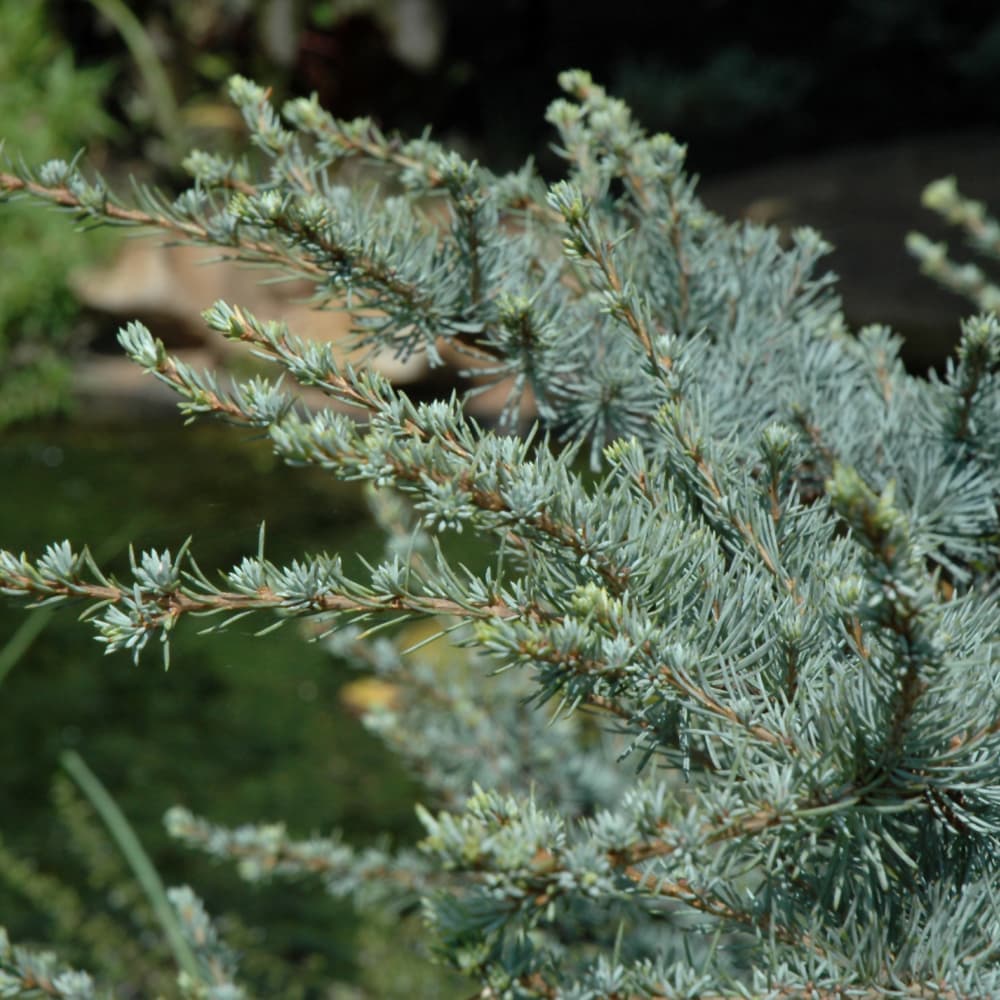 NetPS Plant Finder (www.netpsplantfinder.com)