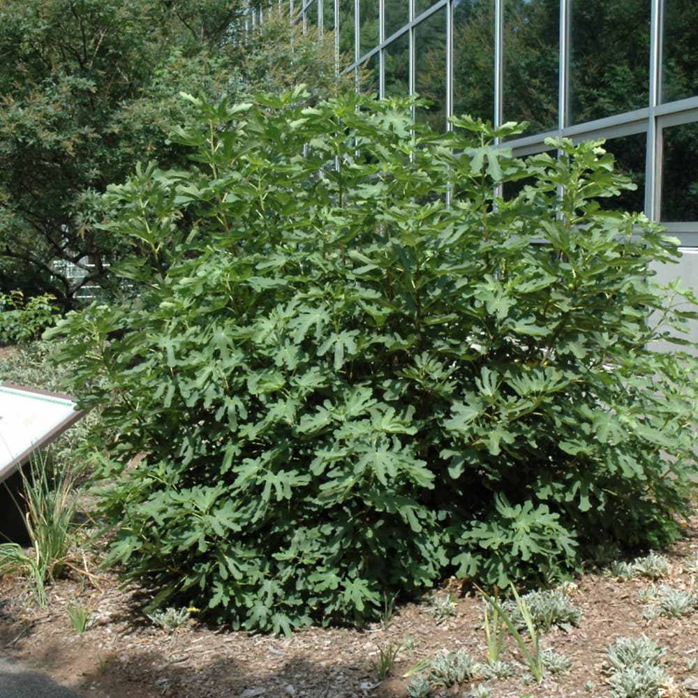 NetPS Plant Finder (www.netpsplantfinder.com)