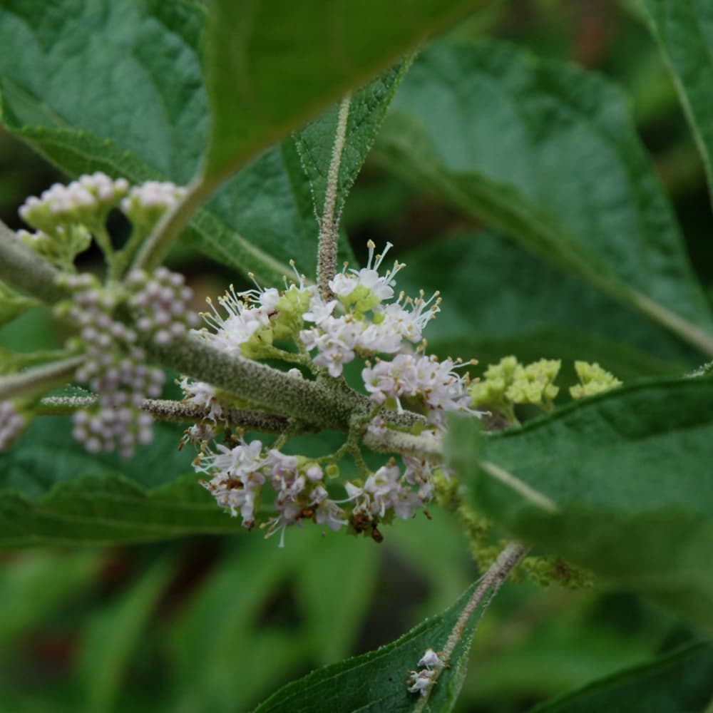 NetPS Plant Finder (www.netpsplantfinder.com)