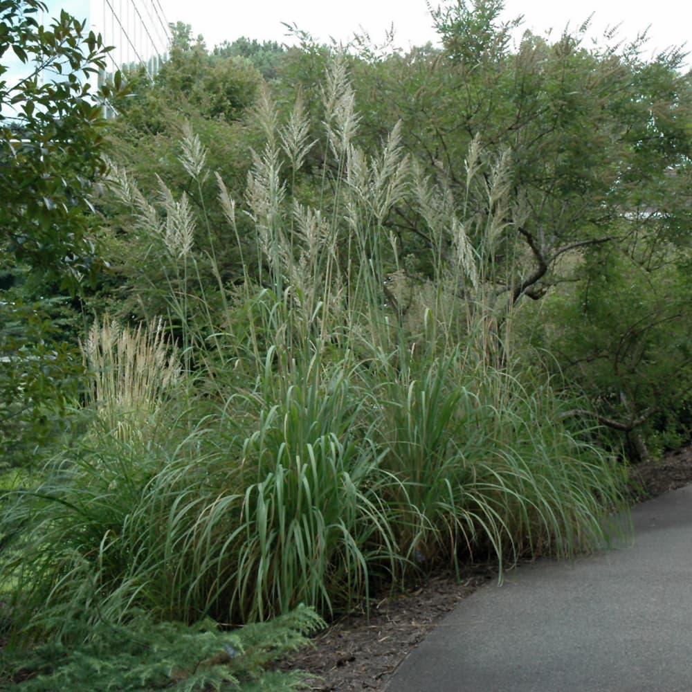 NetPS Plant Finder (www.netpsplantfinder.com)