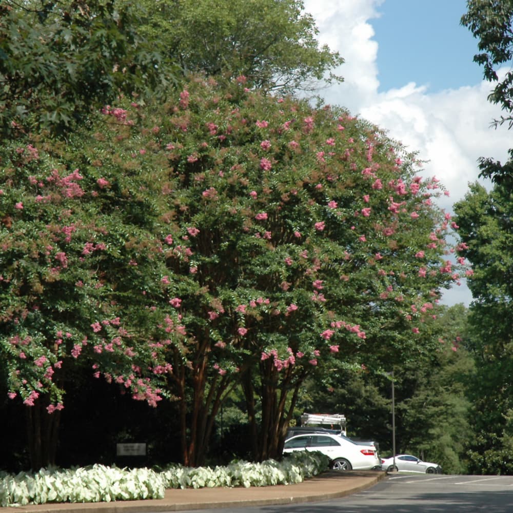 NetPS Plant Finder (www.netpsplantfinder.com)