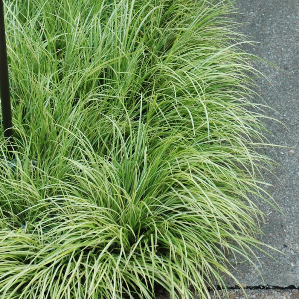 NetPS Plant Finder (www.netpsplantfinder.com)