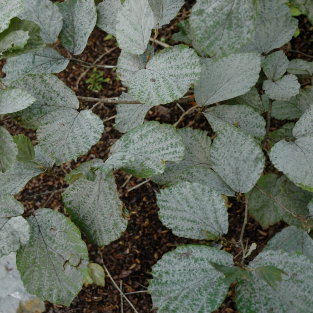 NetPS Plant Finder (www.netpsplantfinder.com)