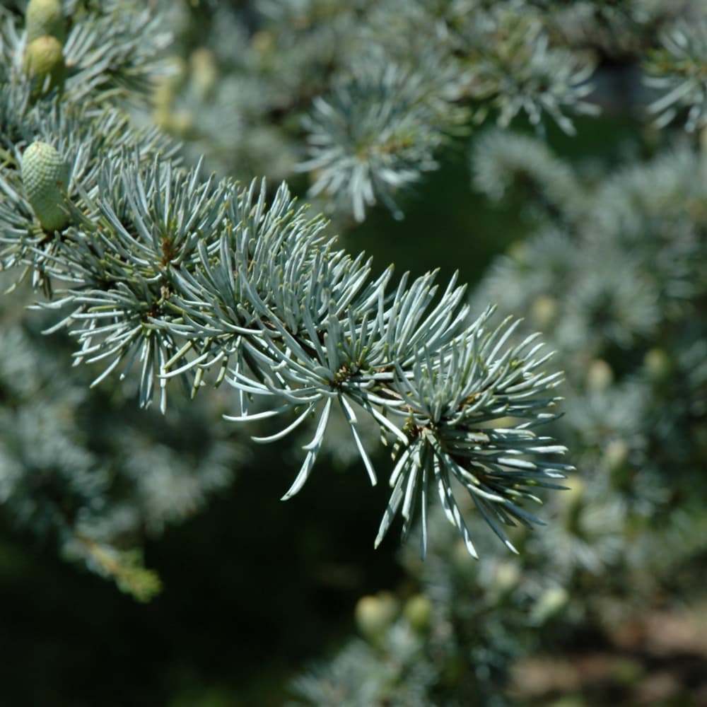 NetPS Plant Finder (www.netpsplantfinder.com)