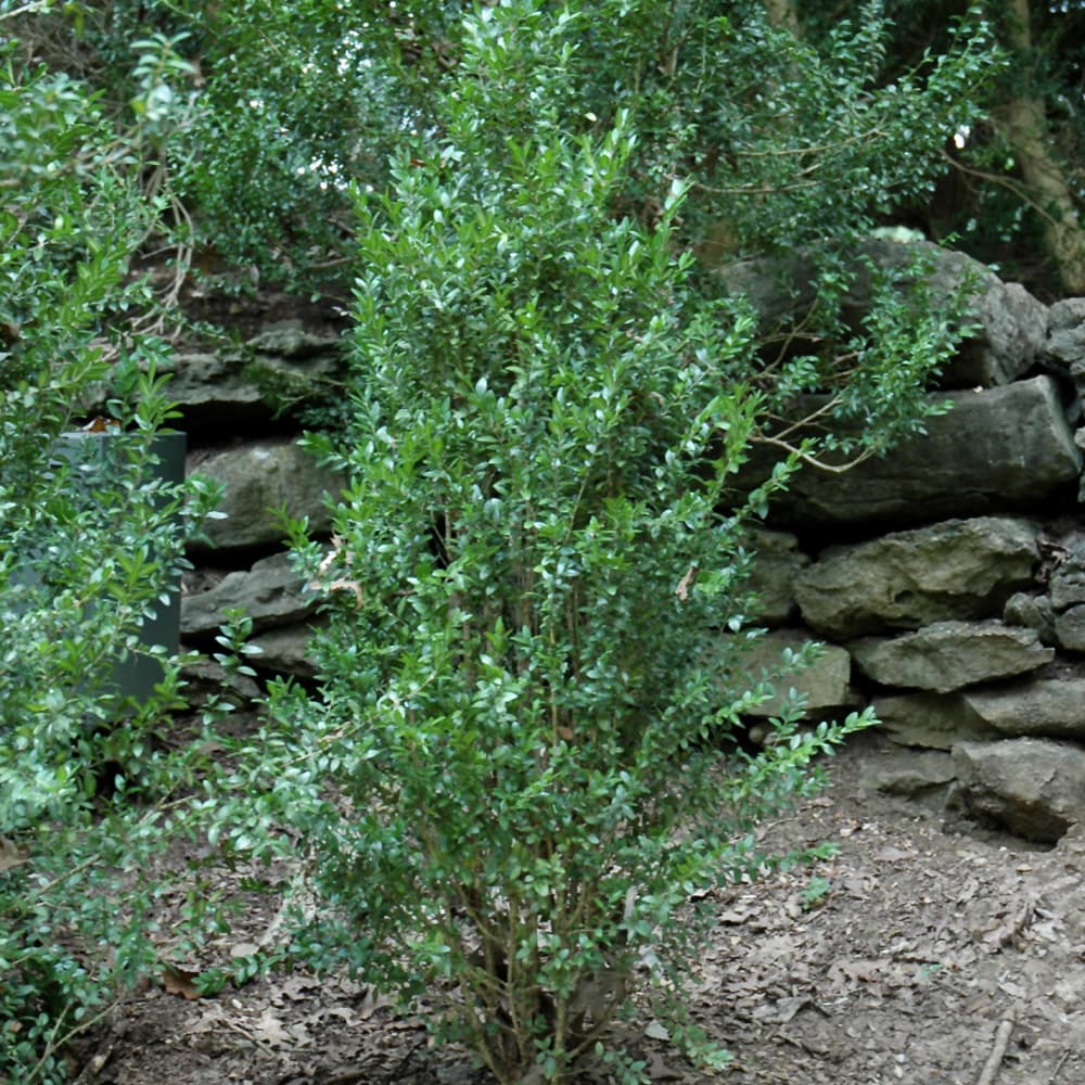 NetPS Plant Finder (www.netpsplantfinder.com)