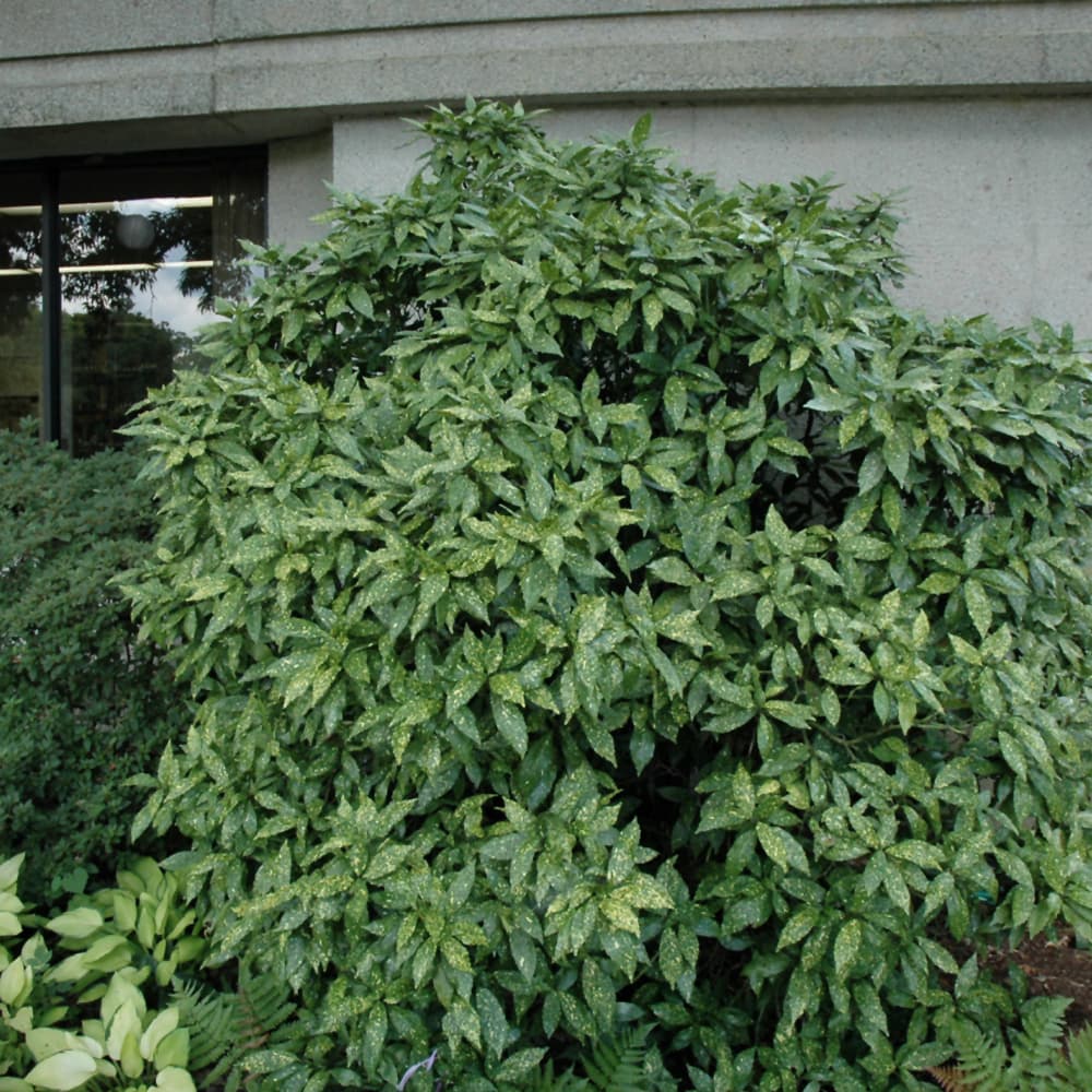 NetPS Plant Finder (www.netpsplantfinder.com)