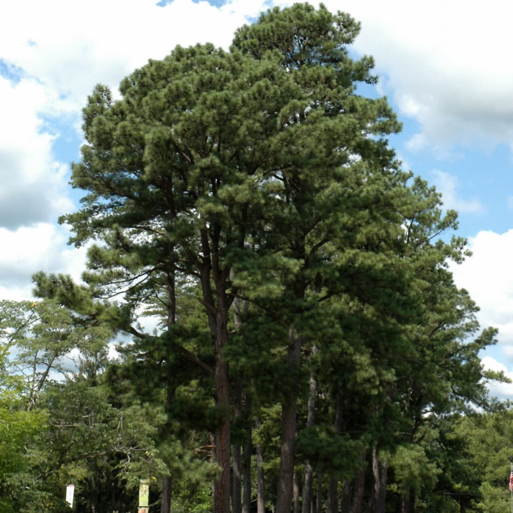 NetPS Plant Finder (www.netpsplantfinder.com)