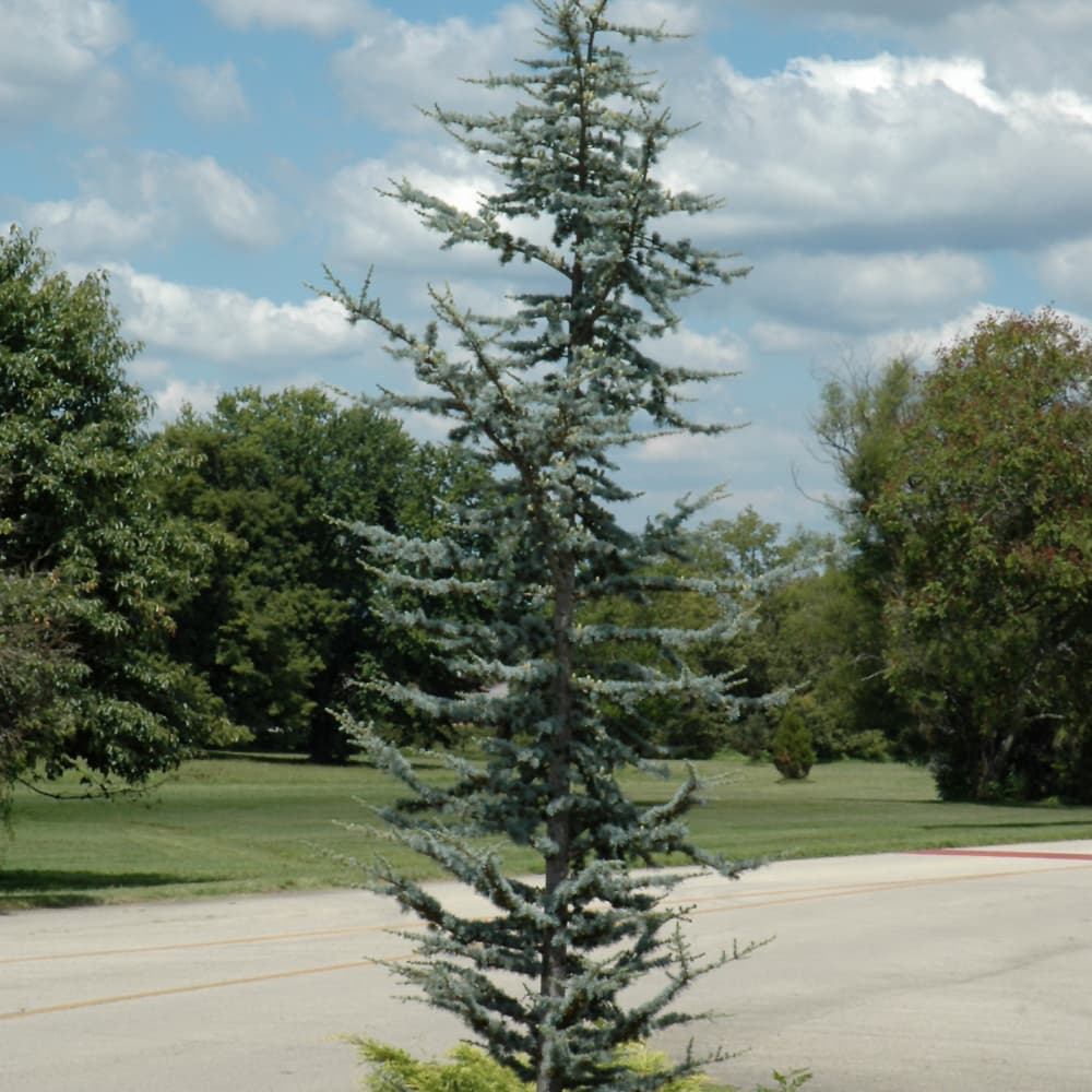 NetPS Plant Finder (www.netpsplantfinder.com)