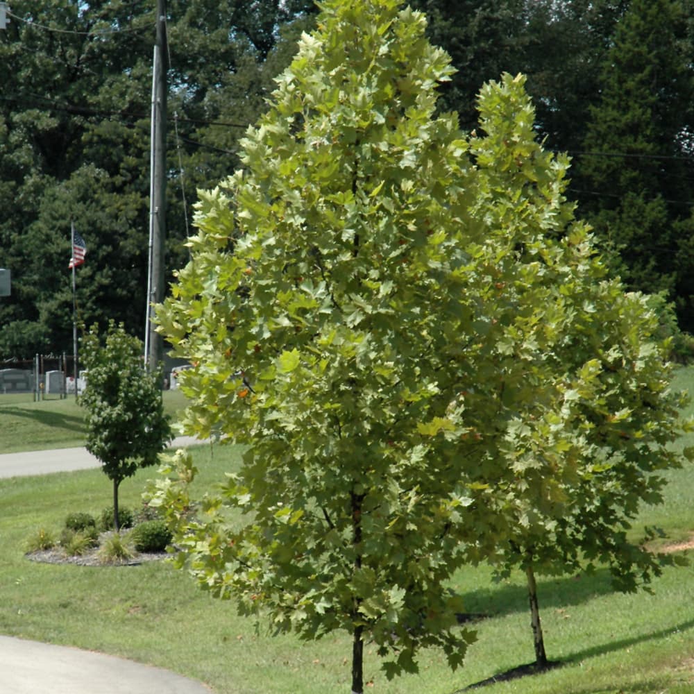 London Plane Exclamation