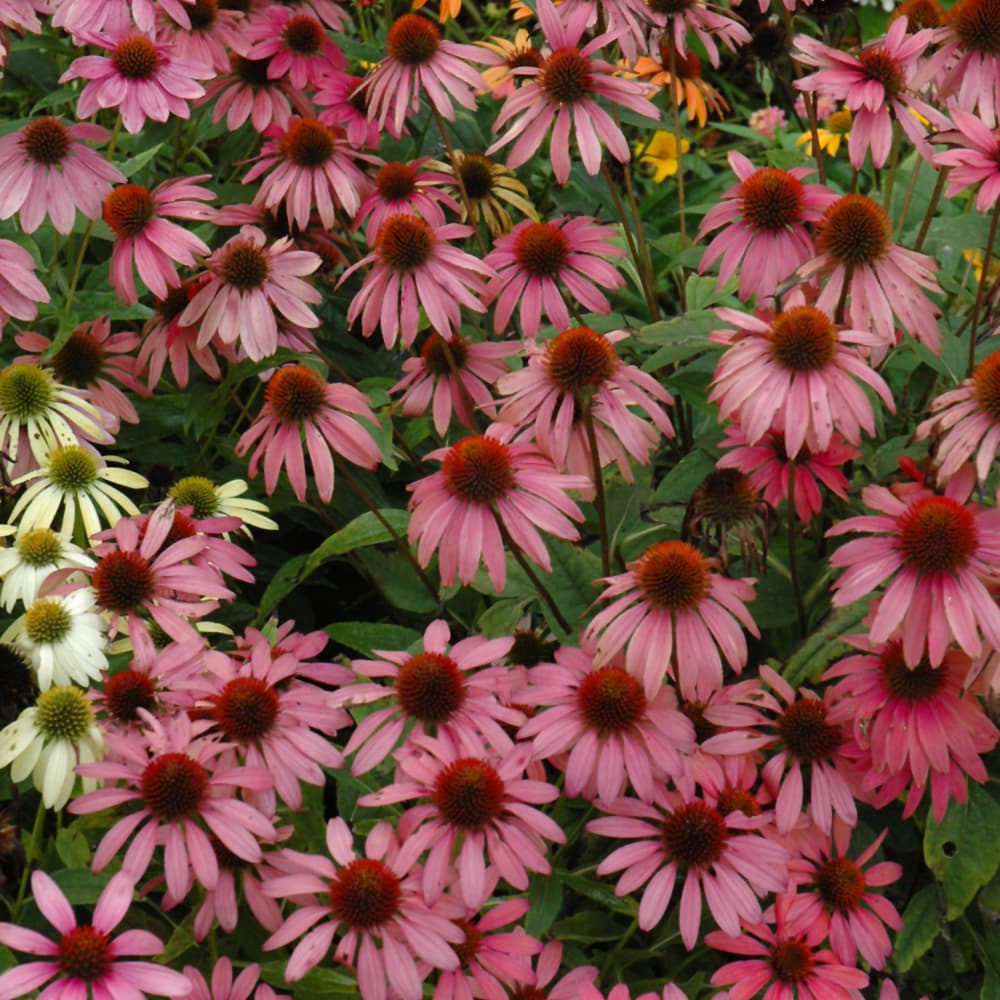 NetPS Plant Finder (www.netpsplantfinder.com)