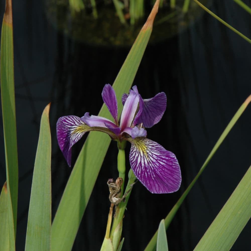 NetPS Plant Finder (www.netpsplantfinder.com)