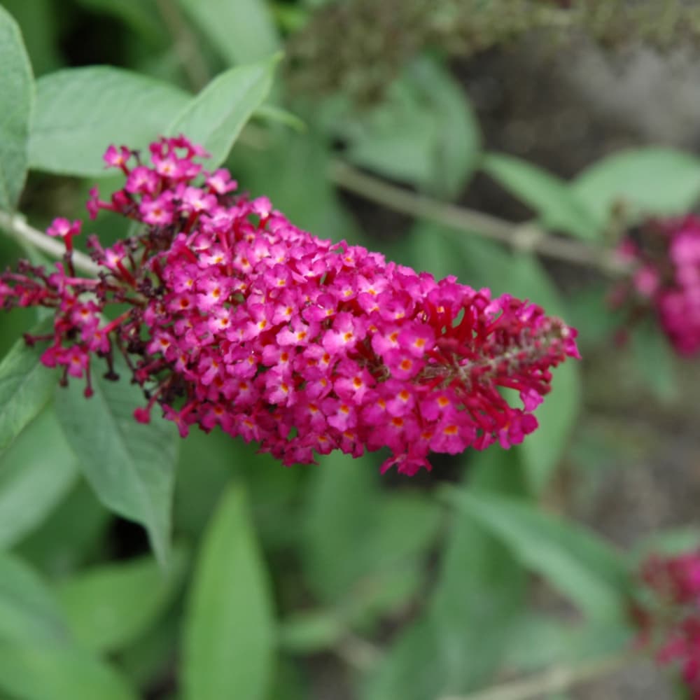 Butterfly Bush Cranrazz