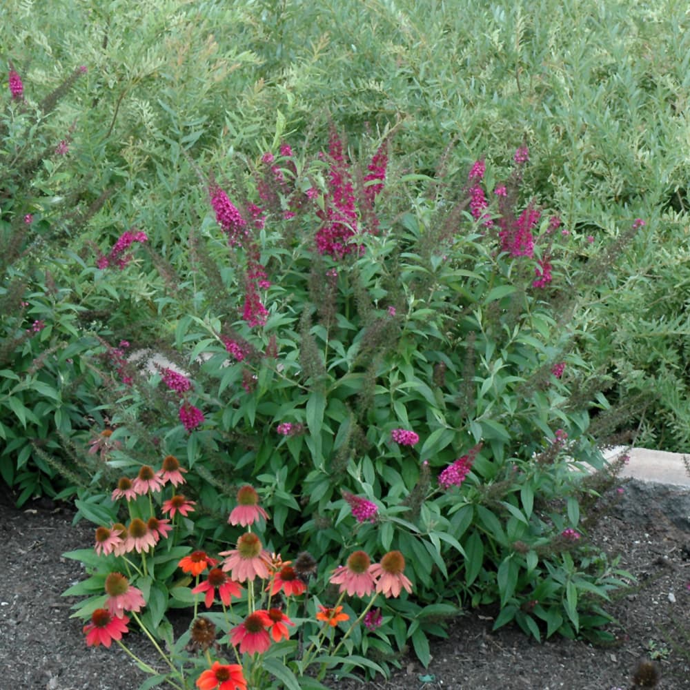 NetPS Plant Finder (www.netpsplantfinder.com)