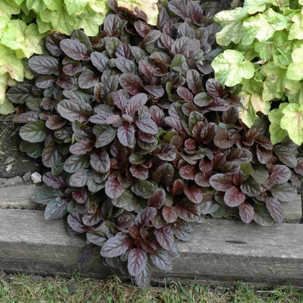 NetPS Plant Finder (www.netpsplantfinder.com)