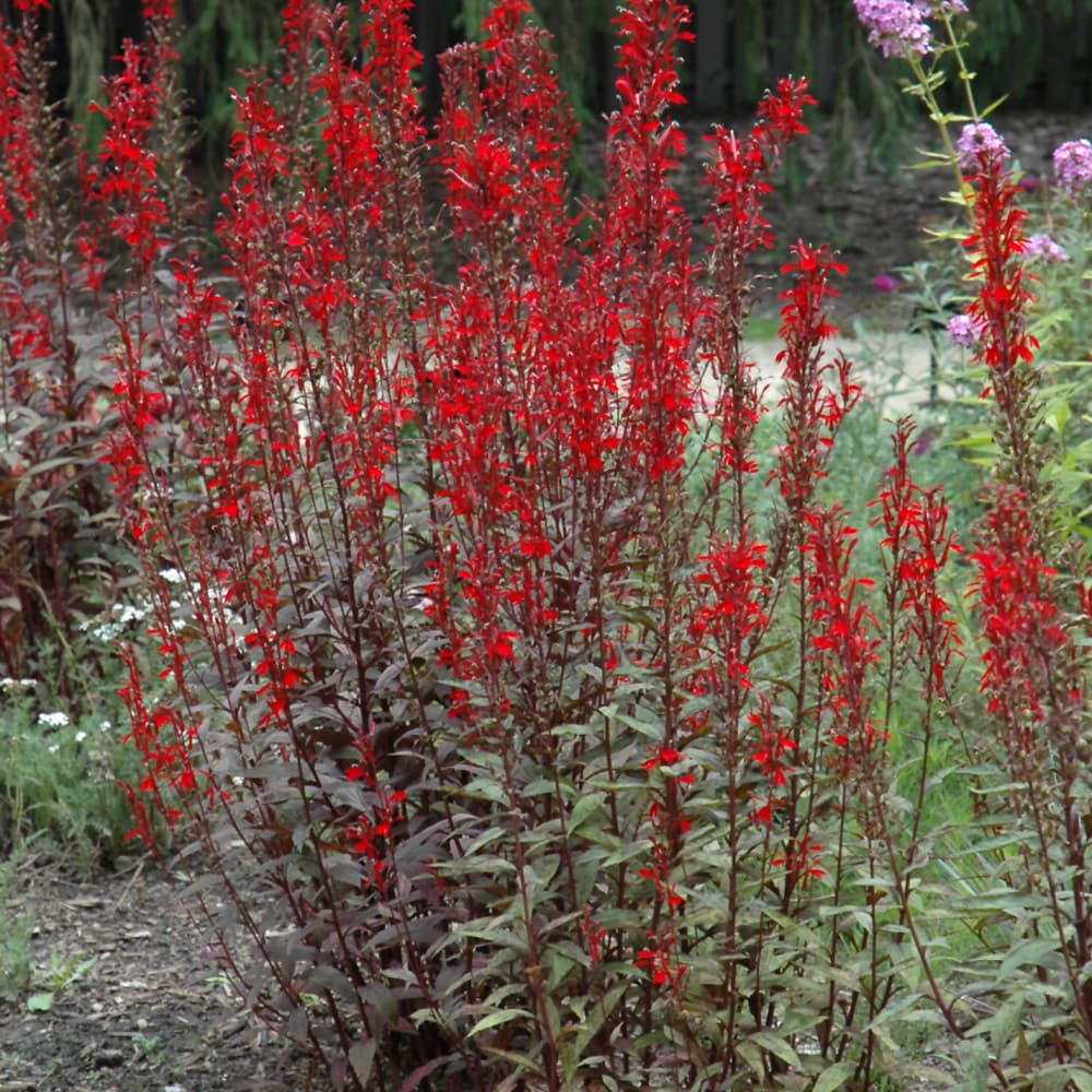 NetPS Plant Finder (www.netpsplantfinder.com)