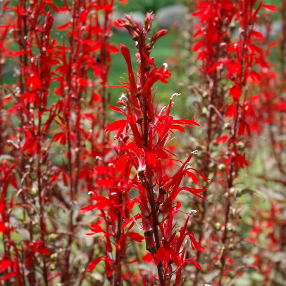 NetPS Plant Finder (www.netpsplantfinder.com)