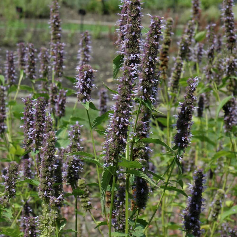 Agastache Black Adder