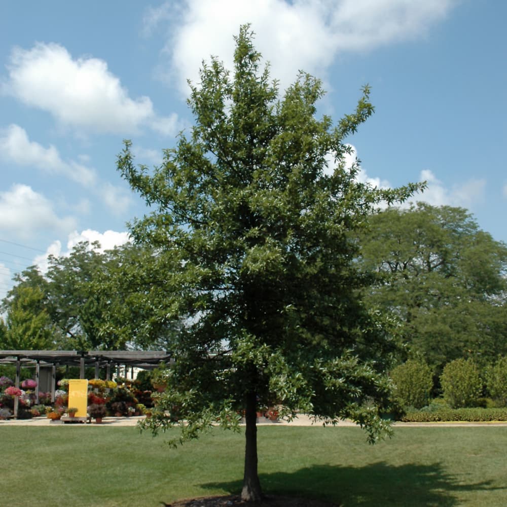 NetPS Plant Finder (www.netpsplantfinder.com)