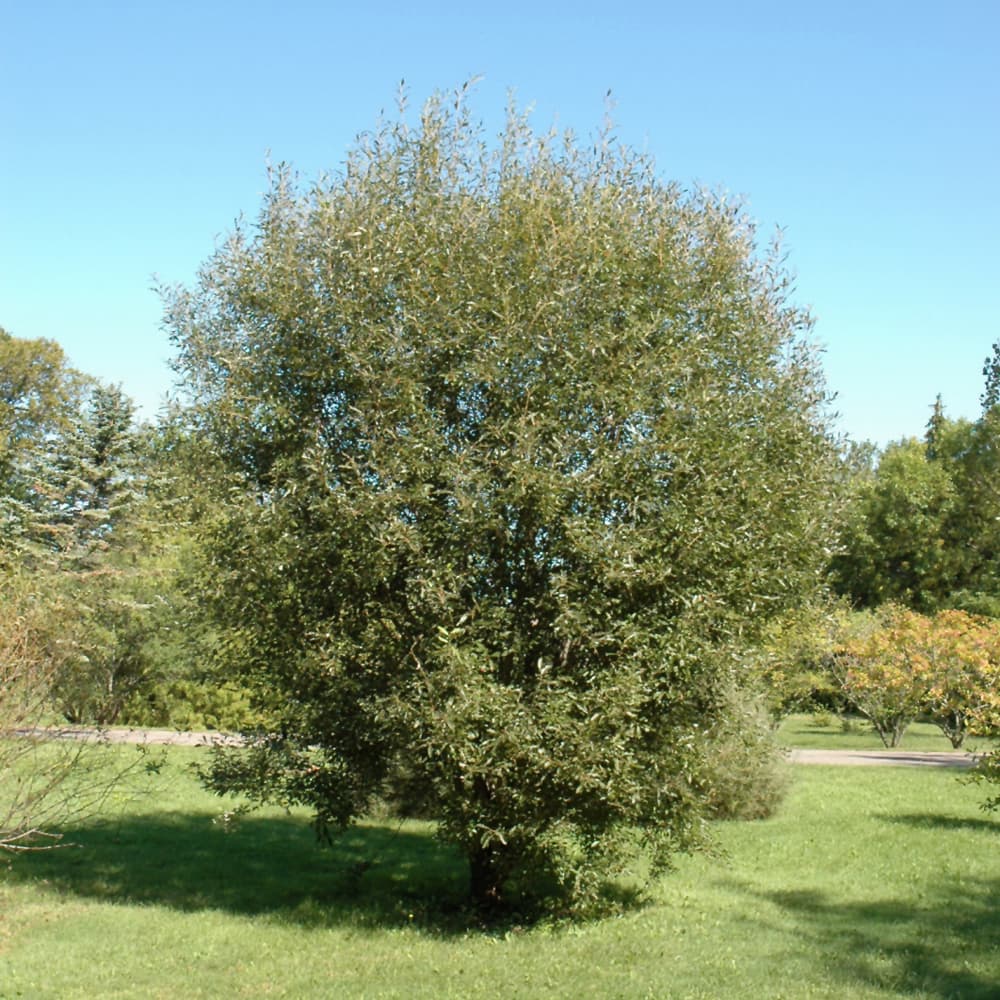 NetPS Plant Finder (www.netpsplantfinder.com)