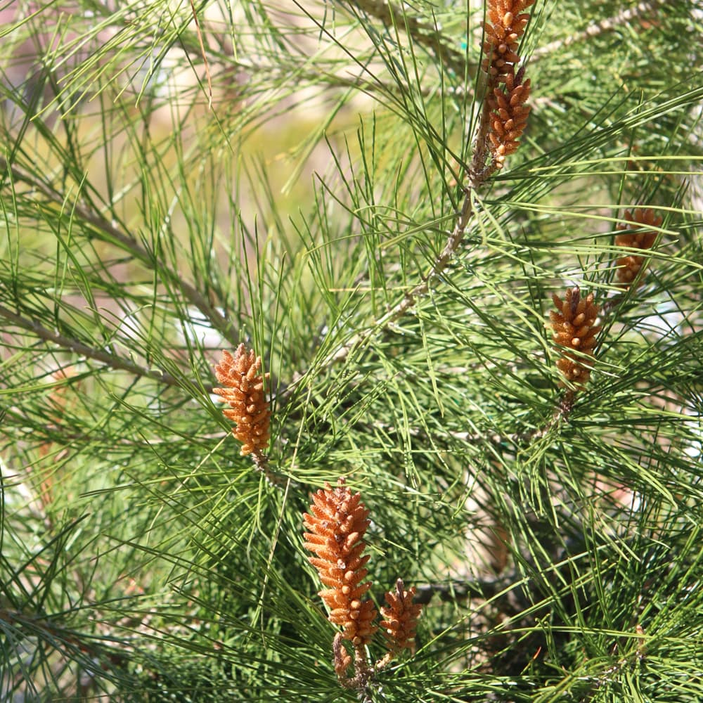 NetPS Plant Finder (www.netpsplantfinder.com)