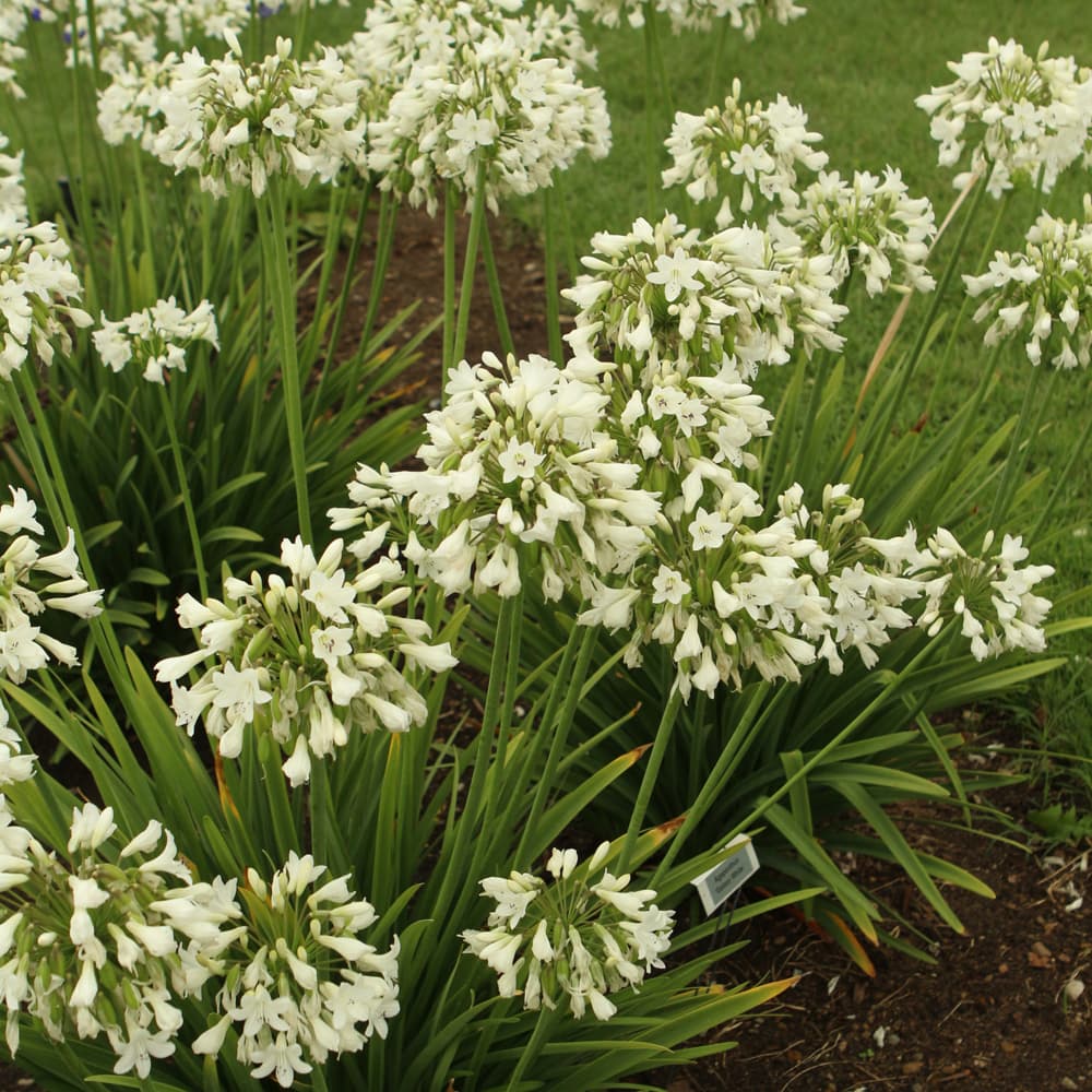 Agapanthus Galaxy White