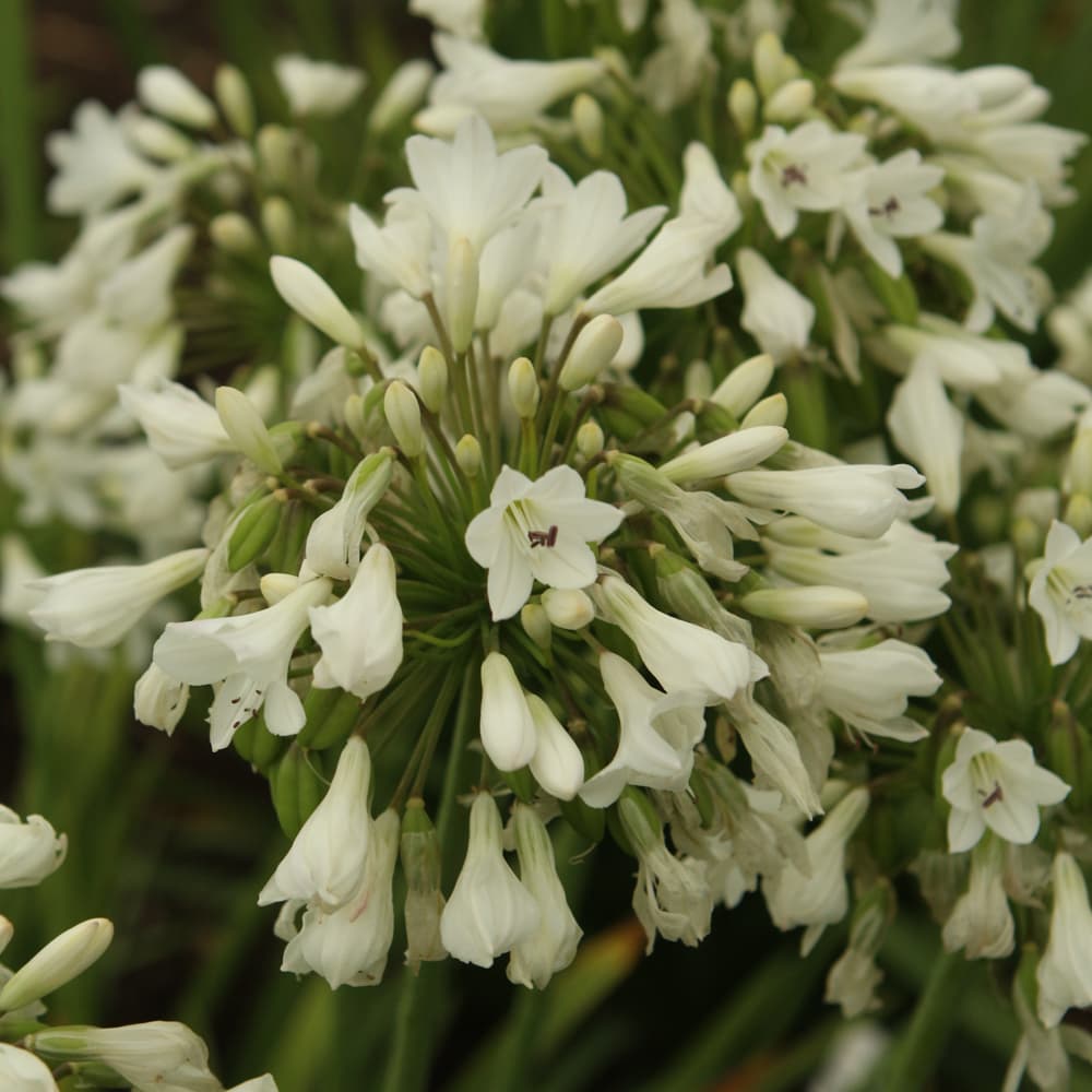 NetPS Plant Finder (www.netpsplantfinder.com)