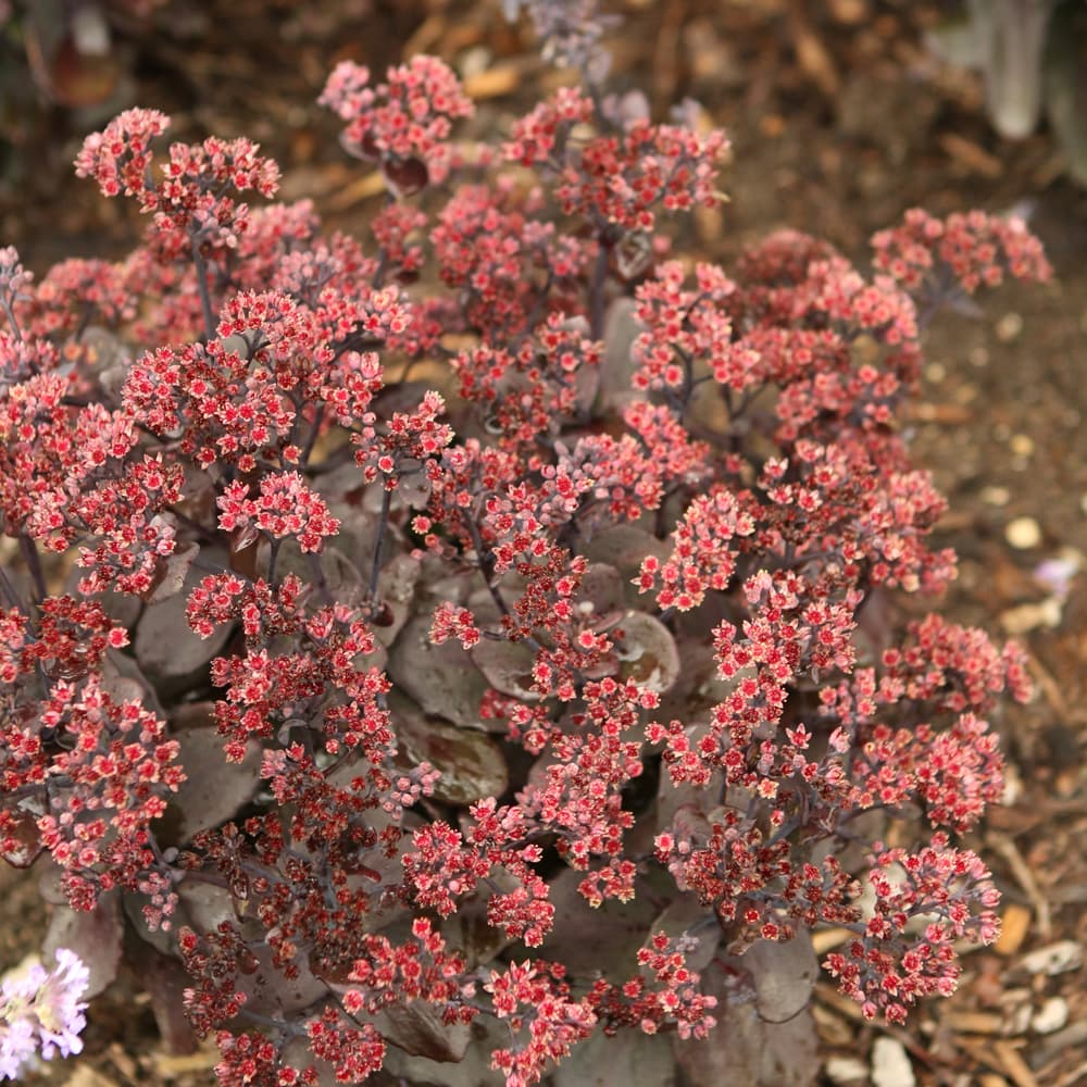 NetPS Plant Finder (www.netpsplantfinder.com)