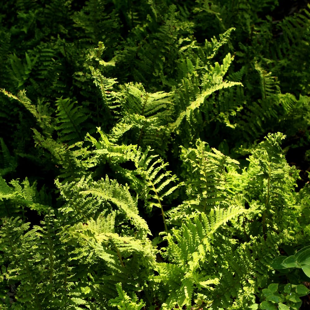 NetPS Plant Finder (www.netpsplantfinder.com)