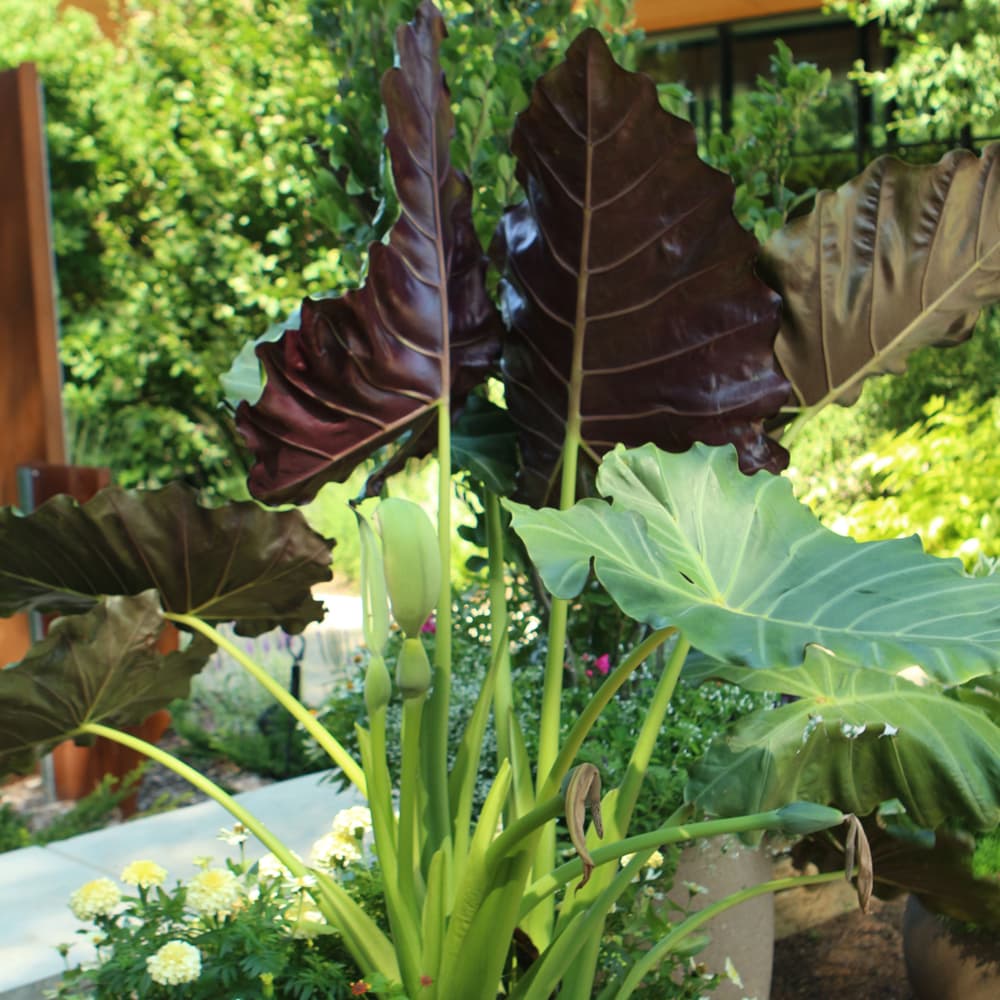 NetPS Plant Finder (www.netpsplantfinder.com)