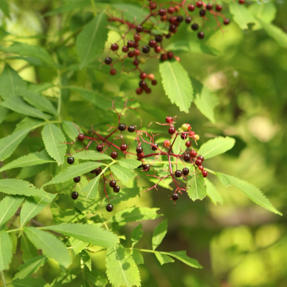 NetPS Plant Finder (www.netpsplantfinder.com)