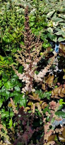 Astilbe Pink Lightning