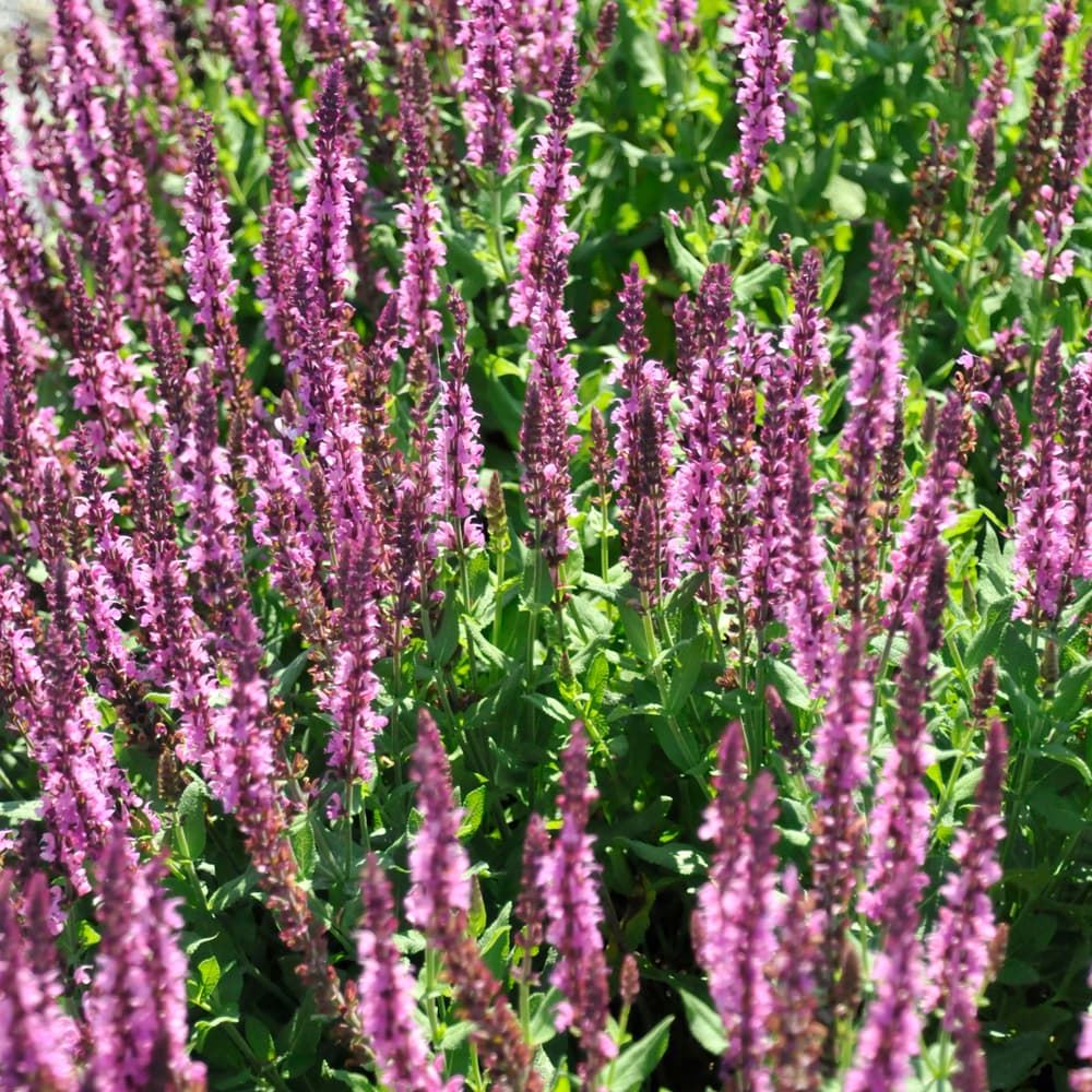 NetPS Plant Finder (www.netpsplantfinder.com)