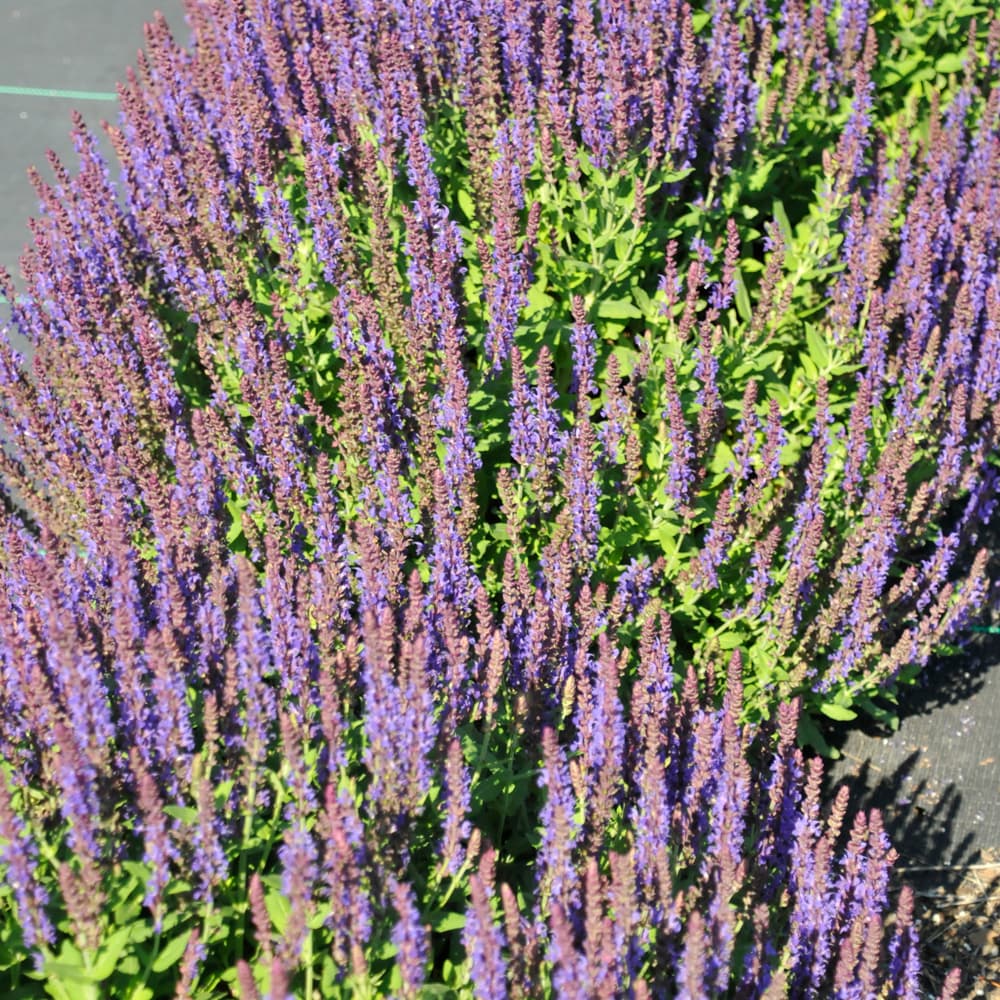 NetPS Plant Finder (www.netpsplantfinder.com)