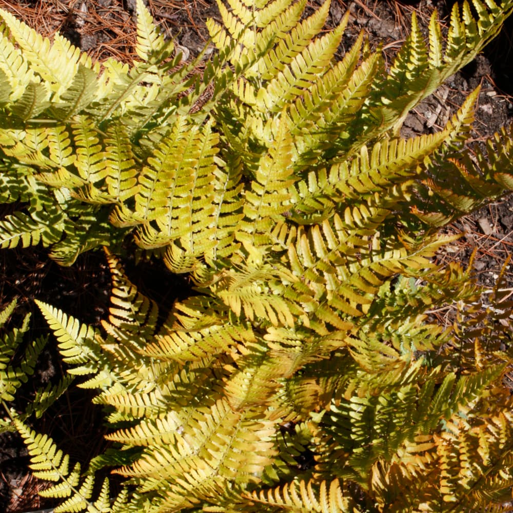 NetPS Plant Finder (www.netpsplantfinder.com)