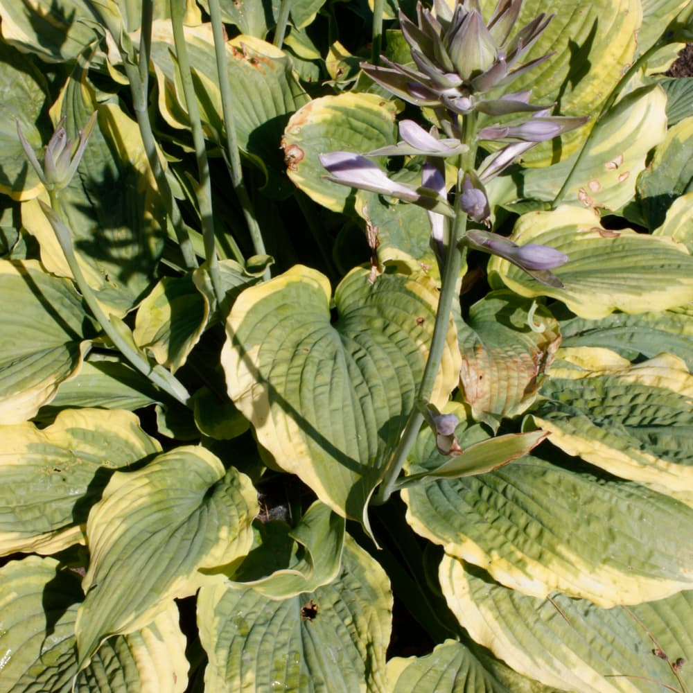 NetPS Plant Finder (www.netpsplantfinder.com)