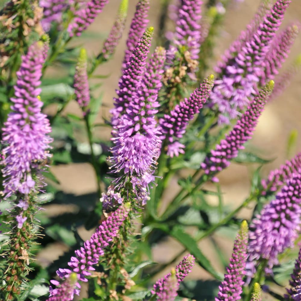 NetPS Plant Finder (www.netpsplantfinder.com)