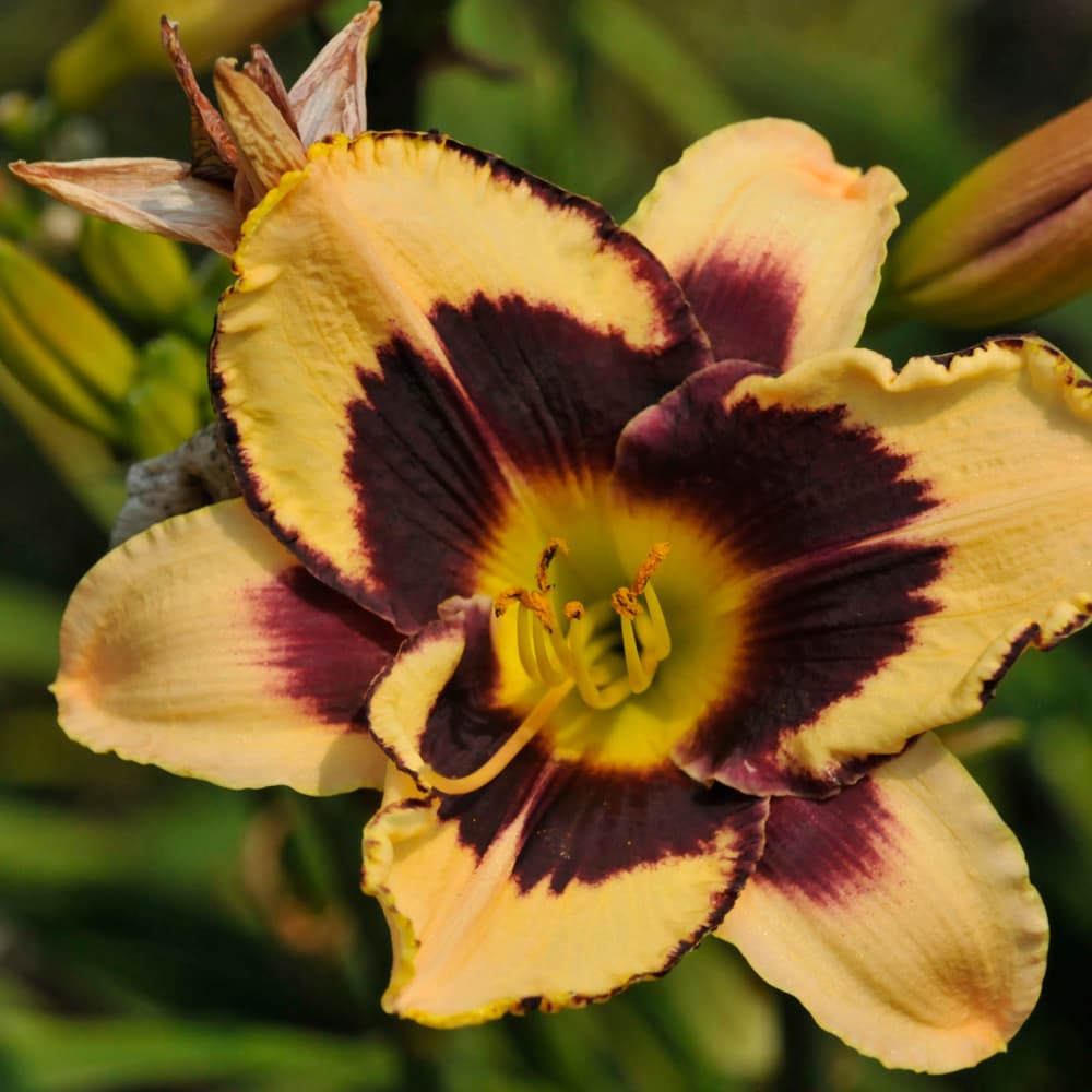 NetPS Plant Finder (www.netpsplantfinder.com)