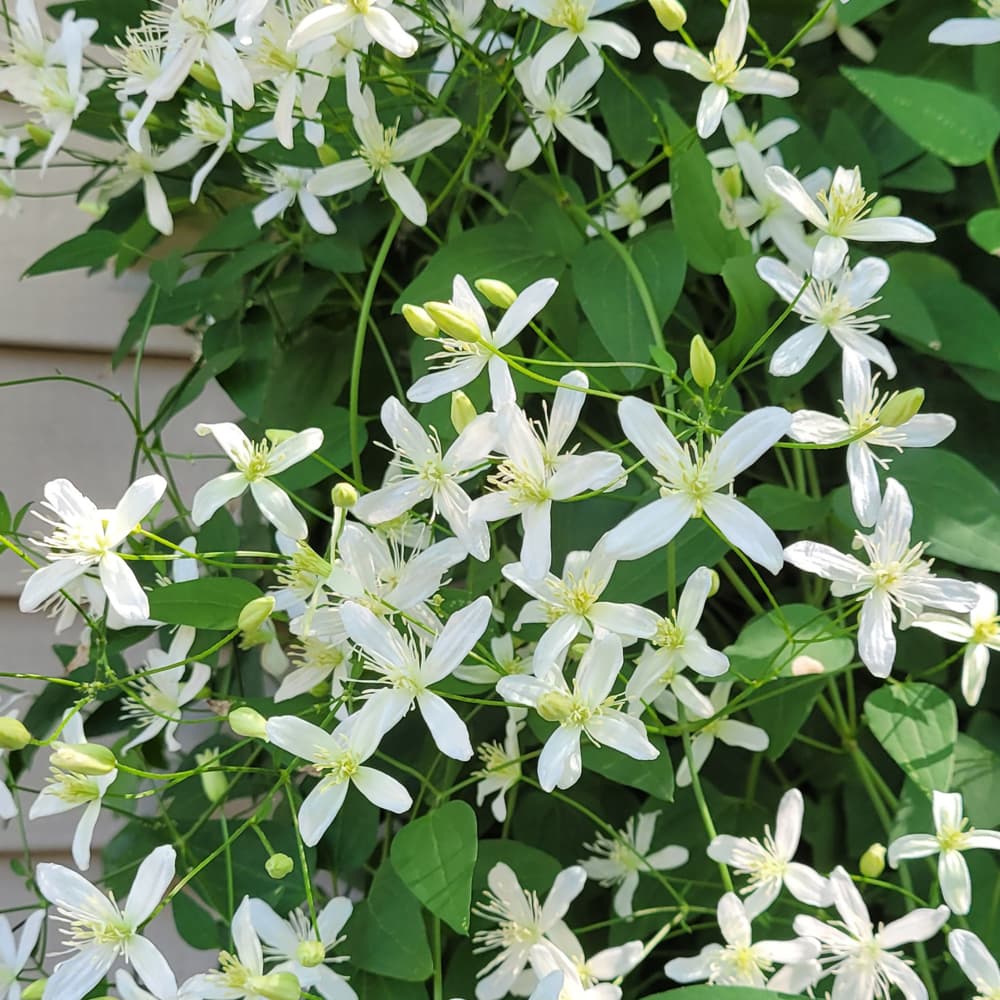 Clematis Sweet Autumn