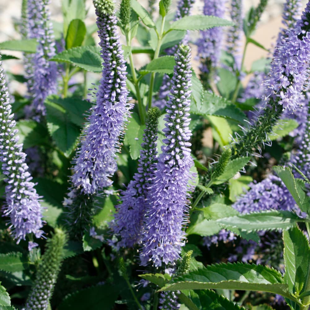 NetPS Plant Finder (www.netpsplantfinder.com)