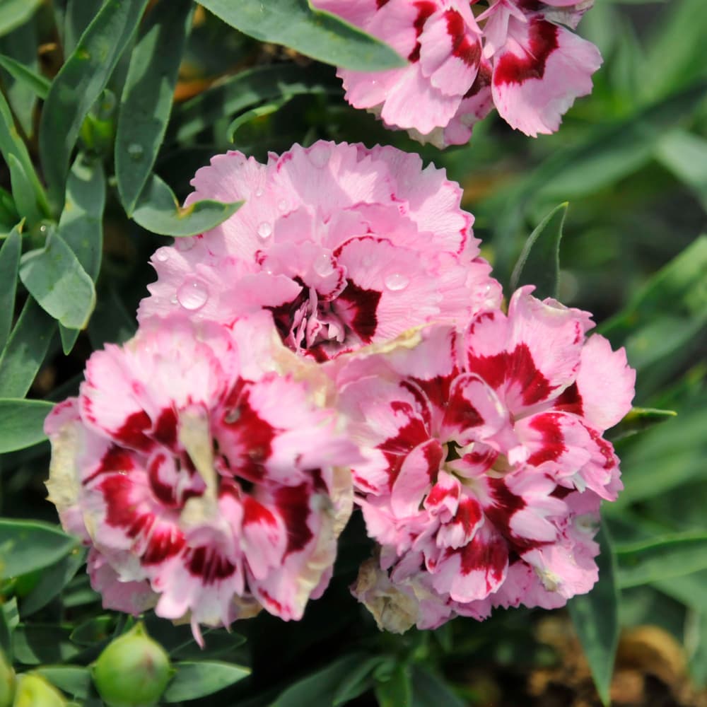 NetPS Plant Finder (www.netpsplantfinder.com)