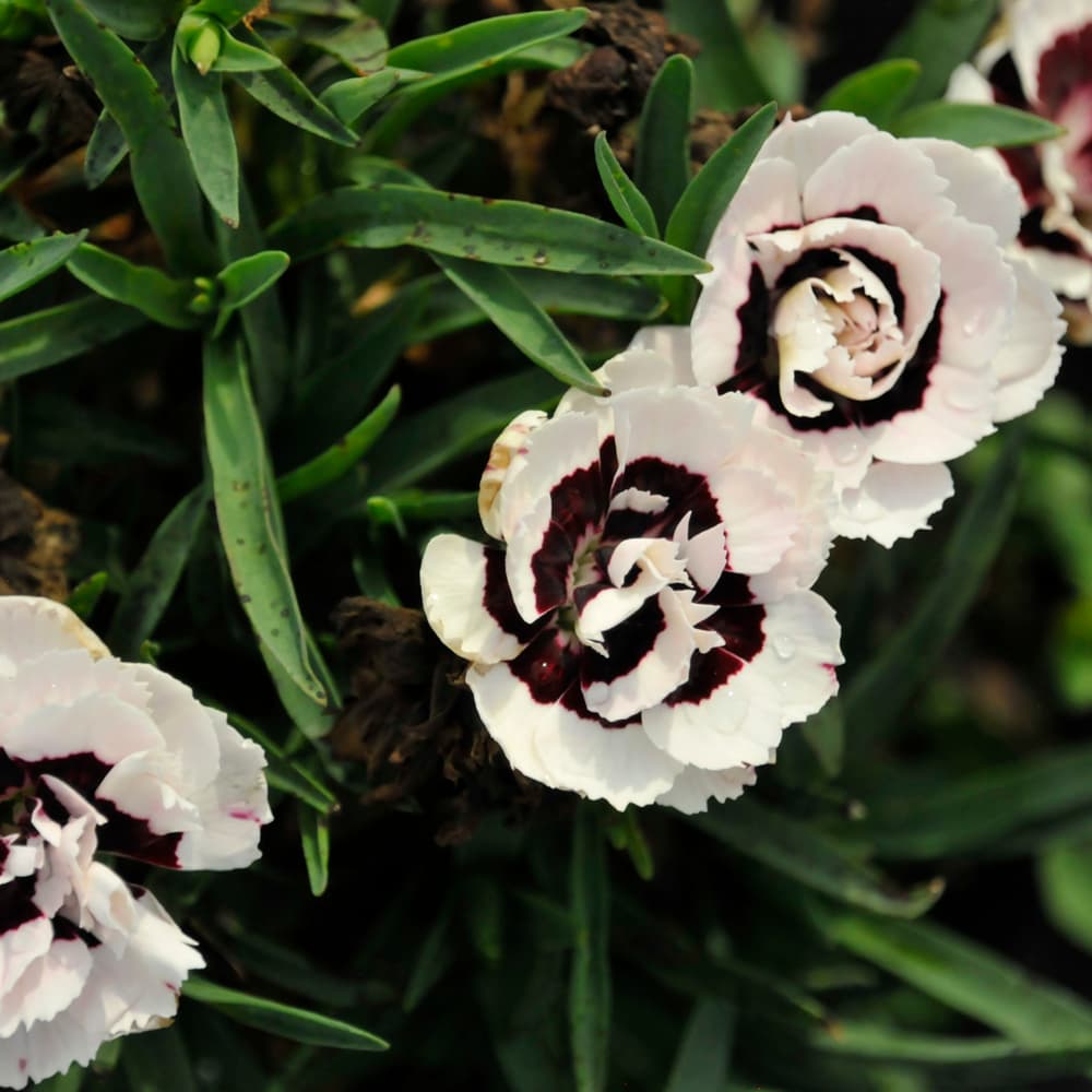 NetPS Plant Finder (www.netpsplantfinder.com)