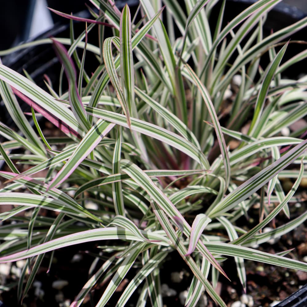 NetPS Plant Finder (www.netpsplantfinder.com)