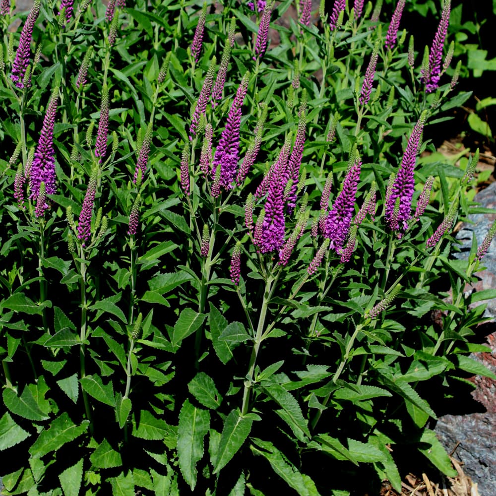 NetPS Plant Finder (www.netpsplantfinder.com)