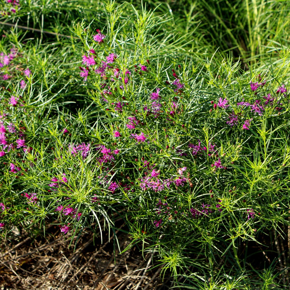 NetPS Plant Finder (www.netpsplantfinder.com)