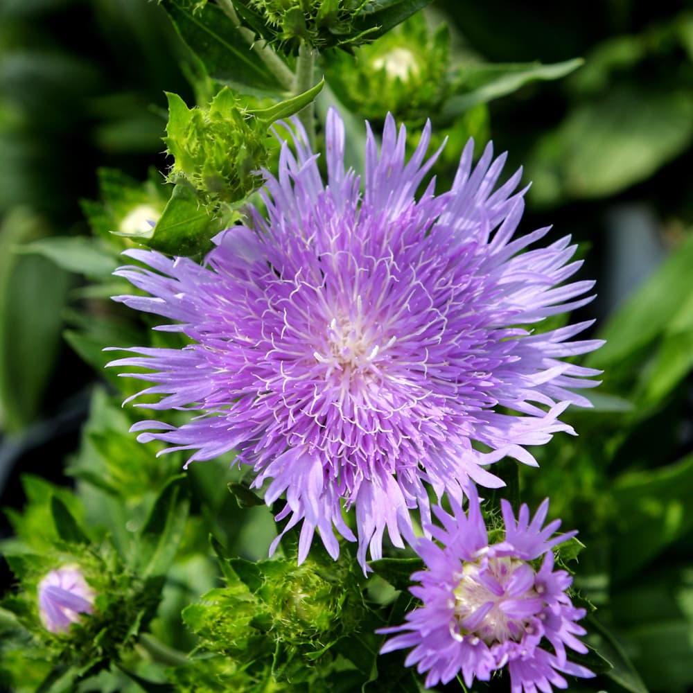 NetPS Plant Finder (www.netpsplantfinder.com)