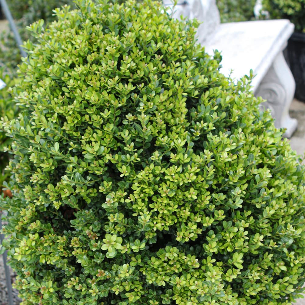 NetPS Plant Finder (www.netpsplantfinder.com)