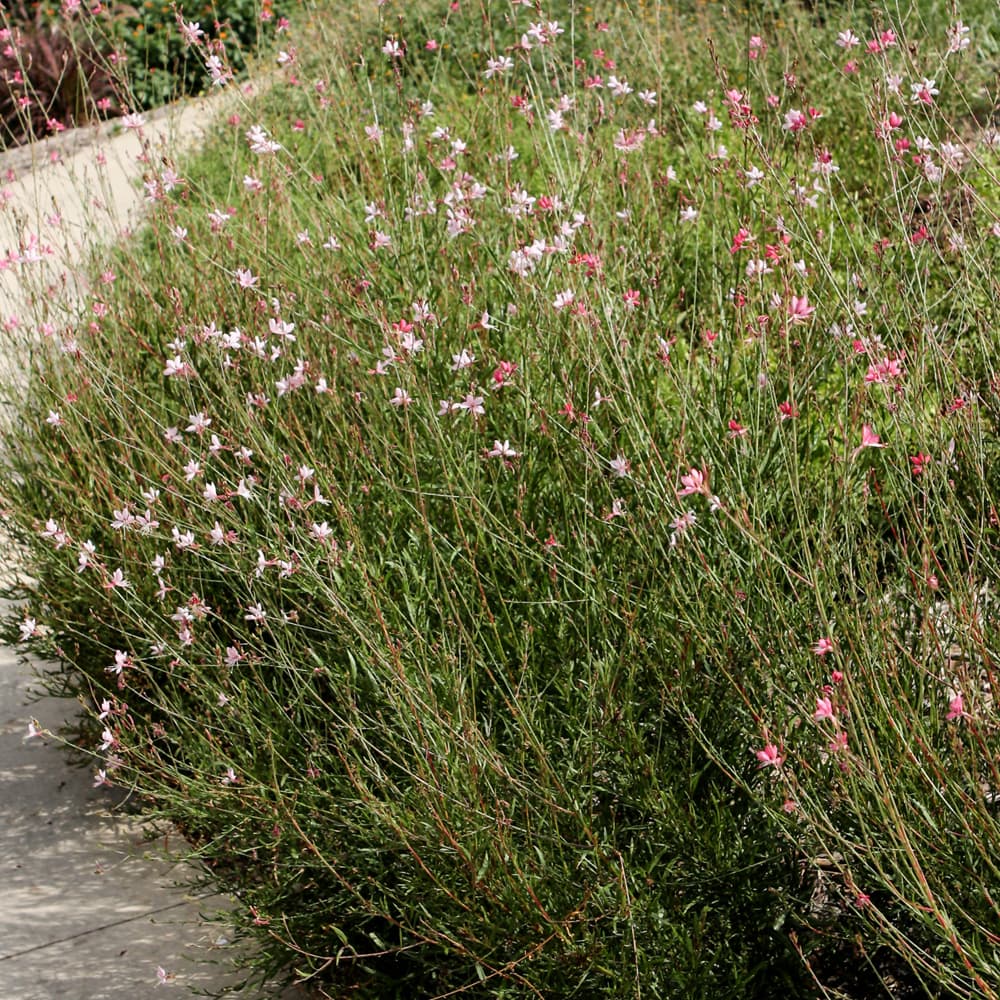 NetPS Plant Finder (www.netpsplantfinder.com)