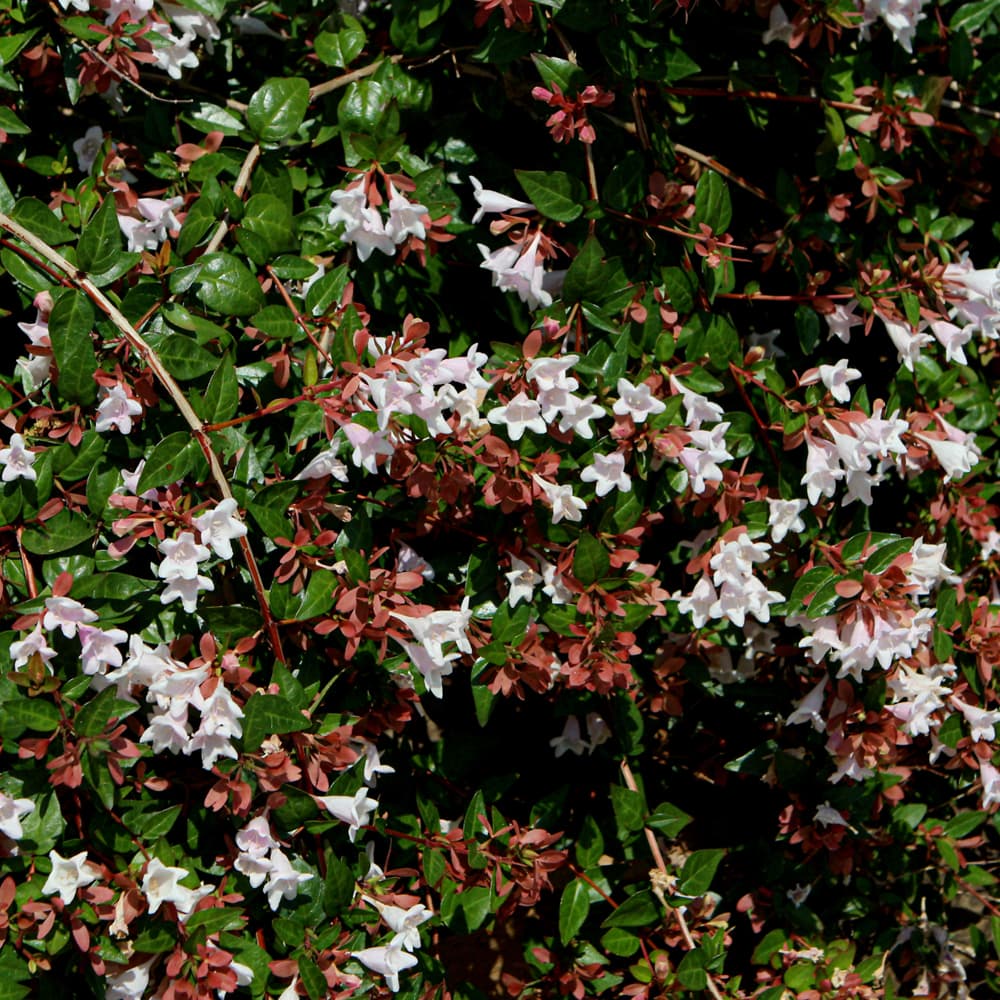 Abelia Edward Goucher