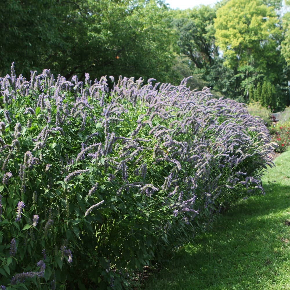 NetPS Plant Finder (www.netpsplantfinder.com)